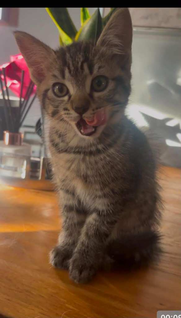🐱 Beautiful Kittens Ready for Their Forever Homes 🐱