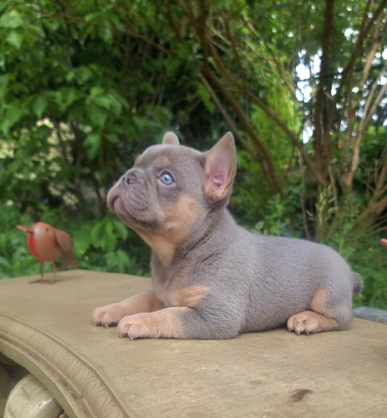 Beautiful french bulldogs