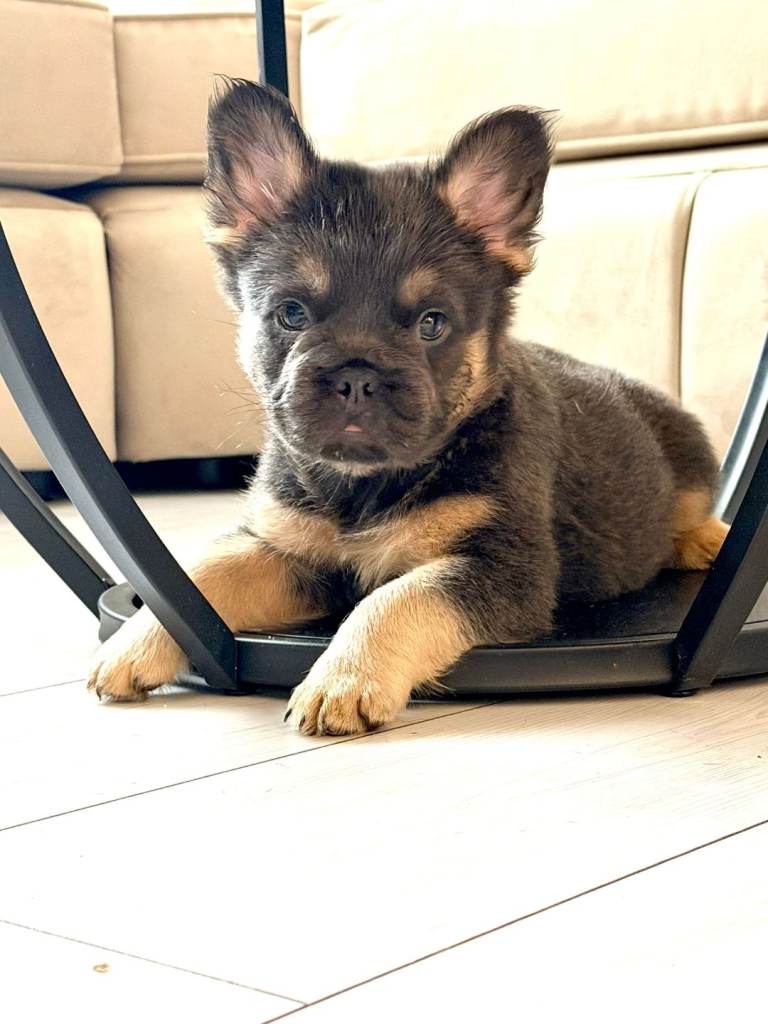 (REDUCED) Beautiful French bulldog puppy 