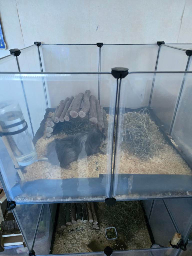 Guinea pigs for sale