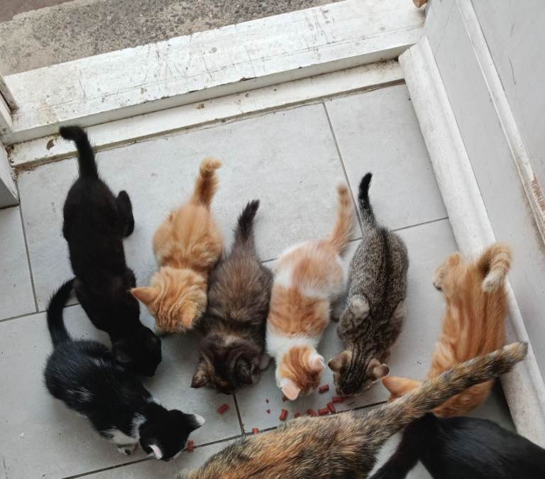 Playful kittens