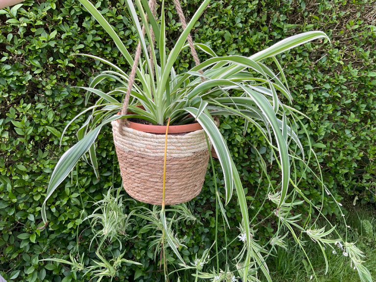 Large Spider House Plant Plus Hanging Basket