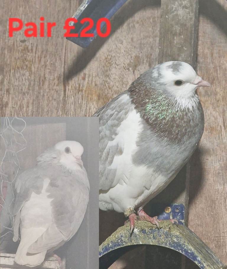 Pigeons for Sale
