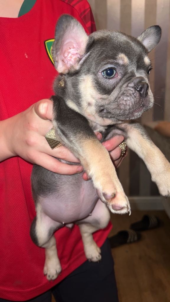 Beautiful frenchbull dog 