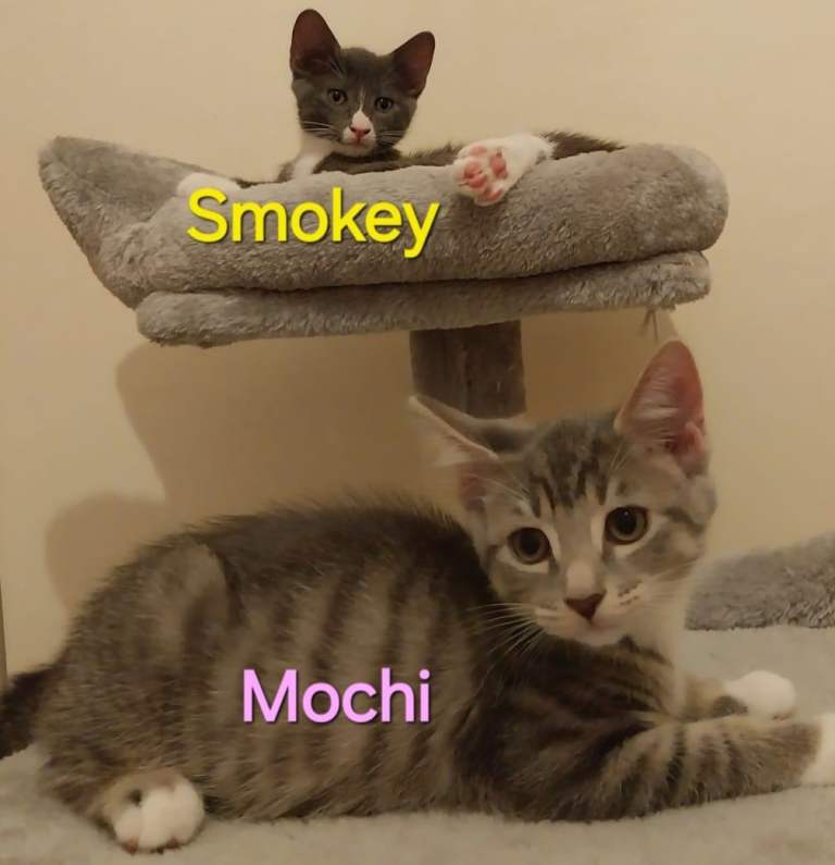 Playful kittens looking for loving home