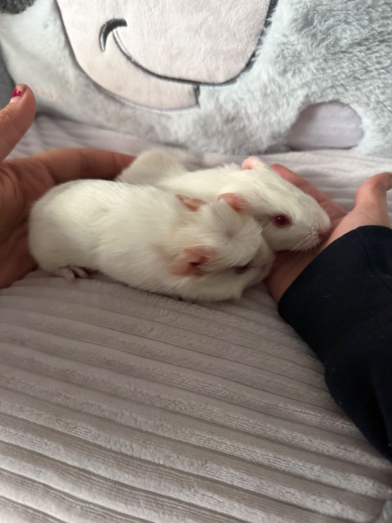 Two baby boy guinea pigs 