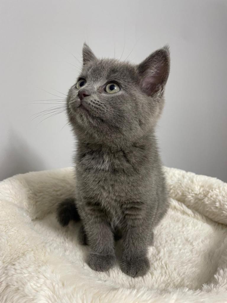 British shorthair kittens