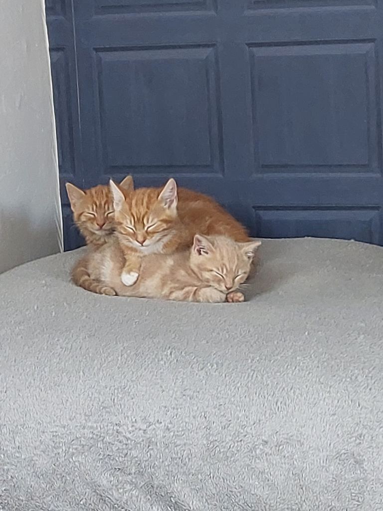 Kittens