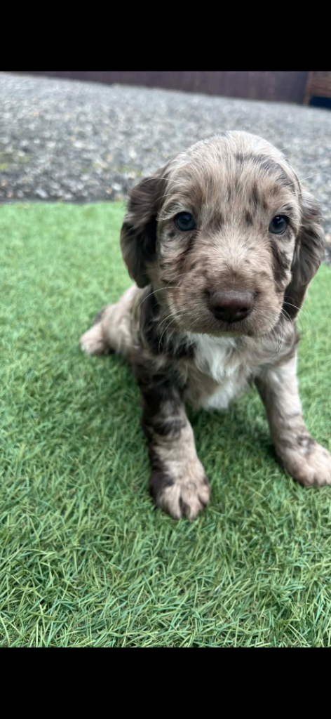 Two beautiful cocker spaniel boy puppies