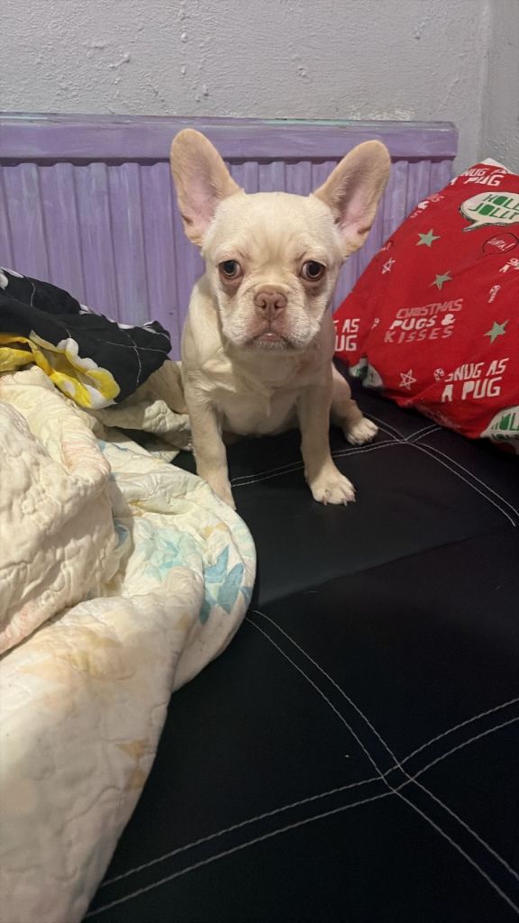 PLATINUM FEMALE FOR SALE