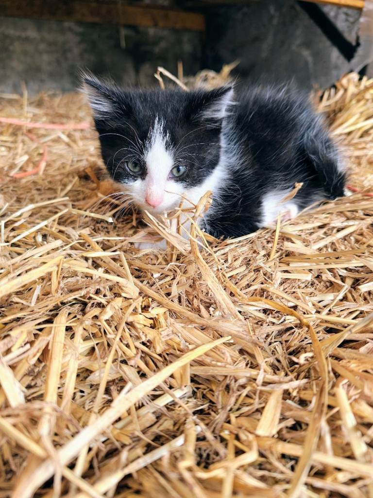 Beautiful kittens for sale. 