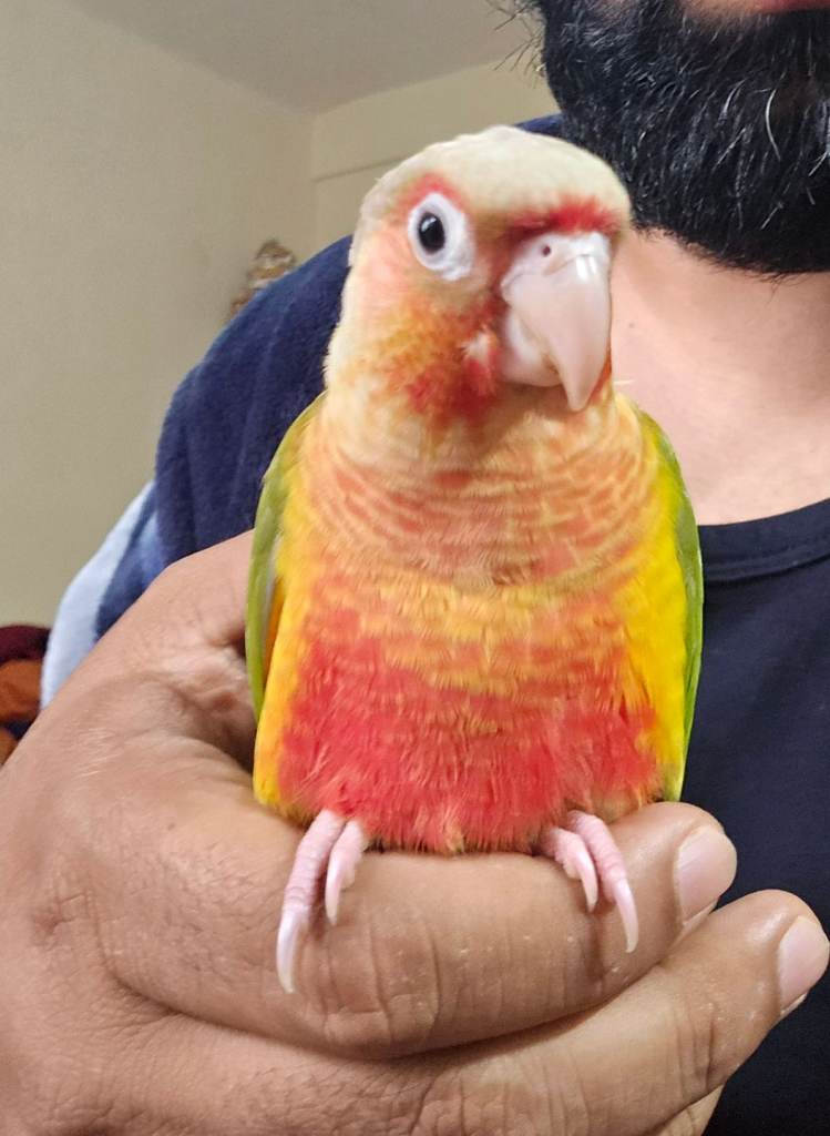 Birds Hand-Tamed with cage