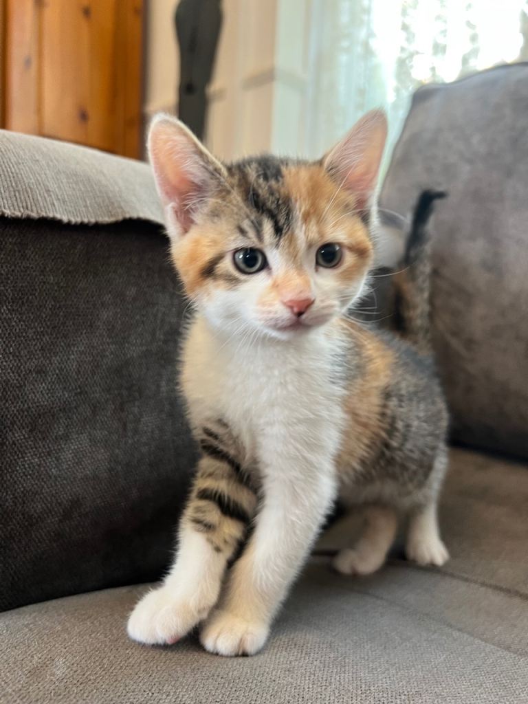 Cute Kittens 🐈