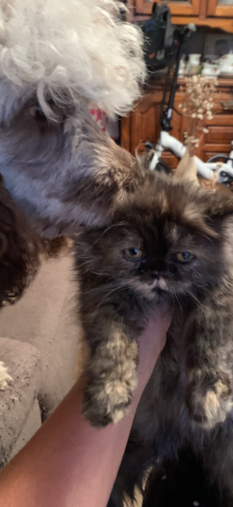 Persian kitten 