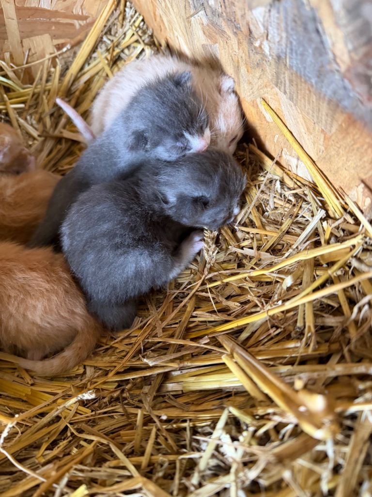 Grey, ginger and cream/light ginger kittens for sale 