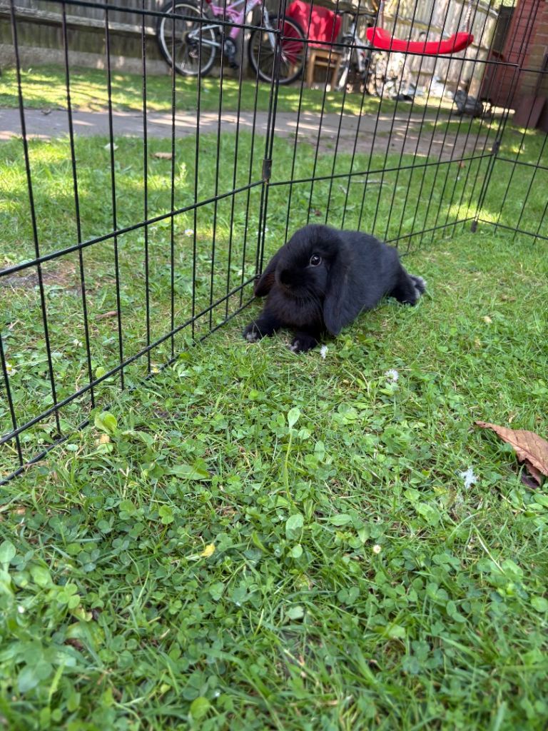 Black Mini Lop Bunny