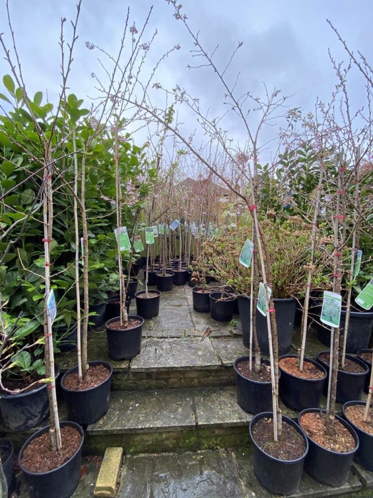 NEED THE SPACE. TREES LEFT OVER FROM LANDSCAPING PROJECT. QUICK COLLECTION NEEDED