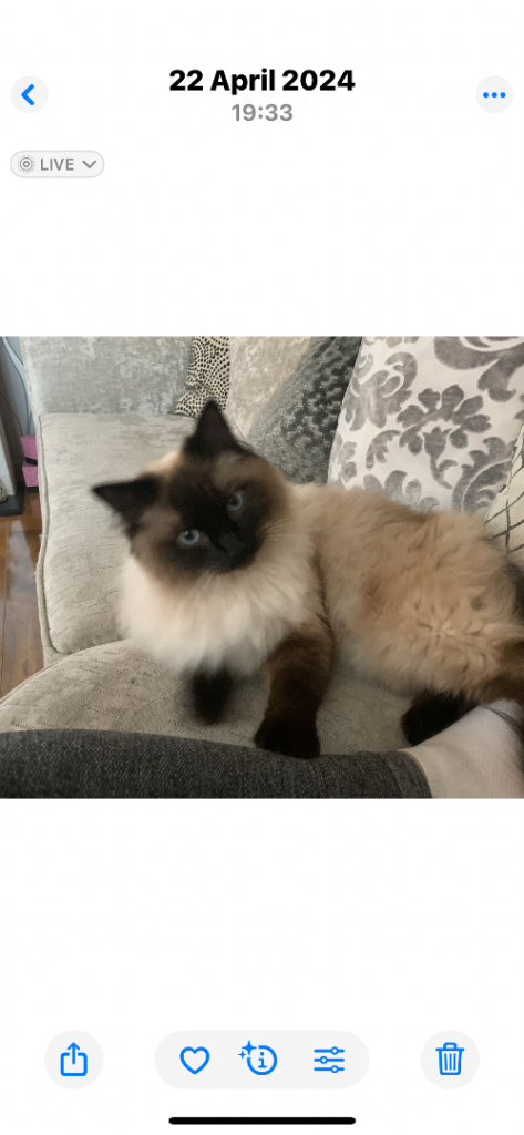 Ragdolls needing a new home 