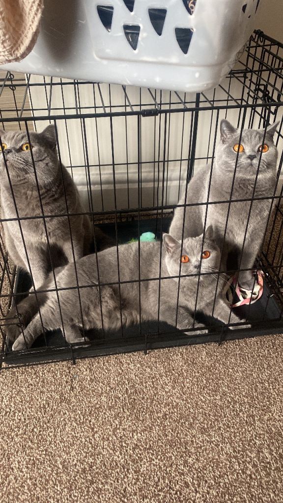 British shorthairs 