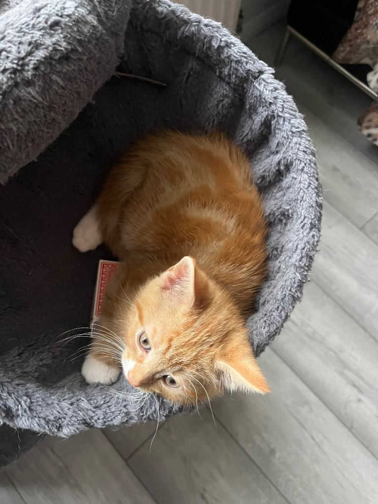 3 beautiful boy ginger kittens 