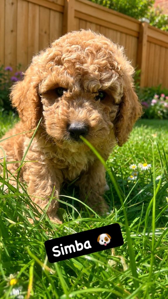 F1 miniature labradoodle/ Cockapoo puppies 