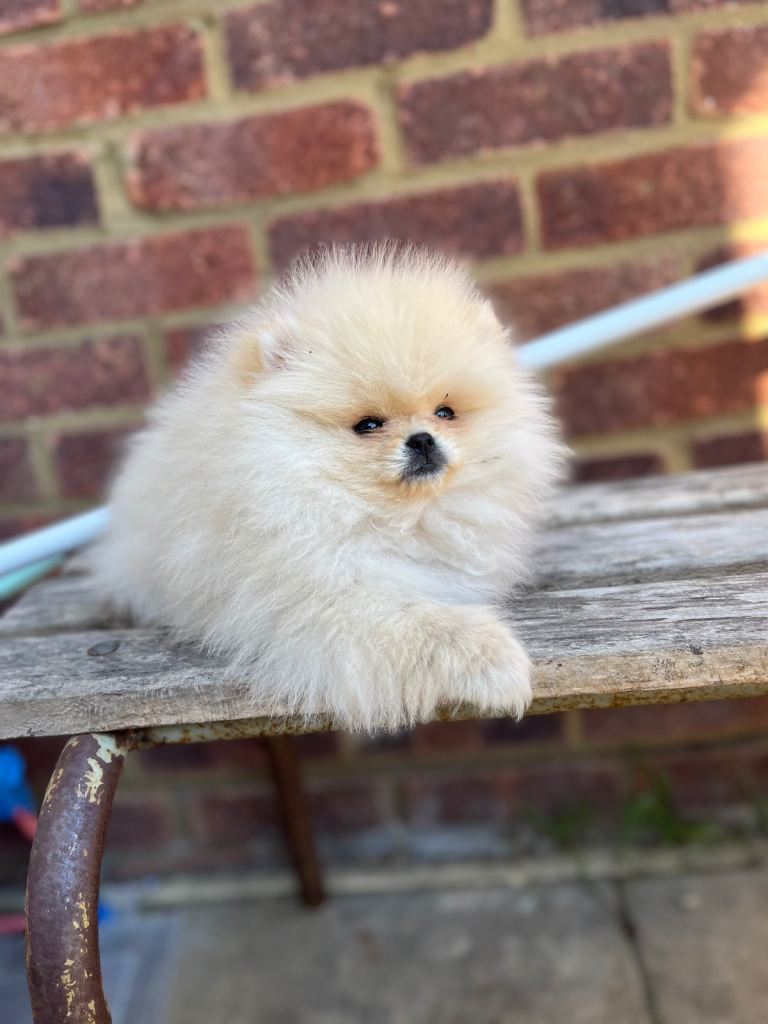 Boy Pomeranian 