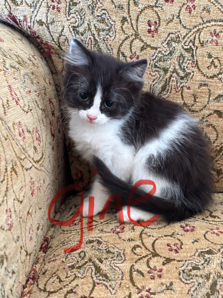 Kittens 10 weeks old 