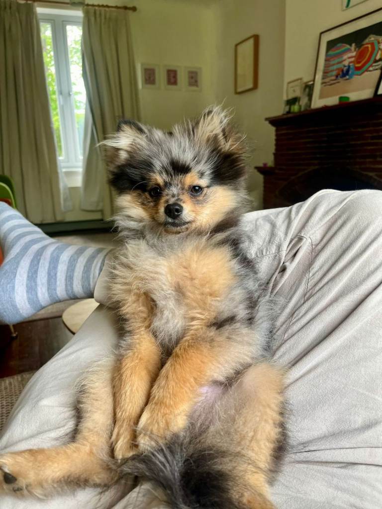 Dogsitter Available Now, London and surrounding areas
