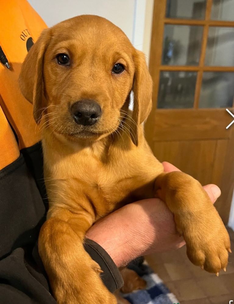 Fox Red Labrador Puppy