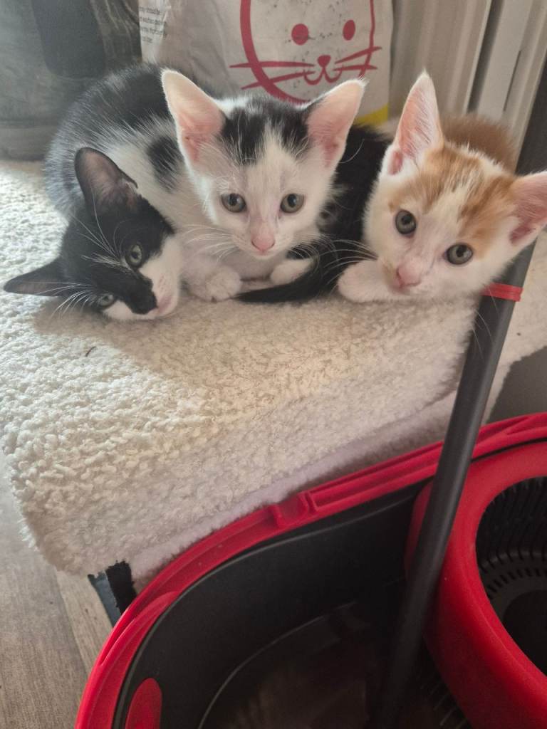 3 beautiful kittens 