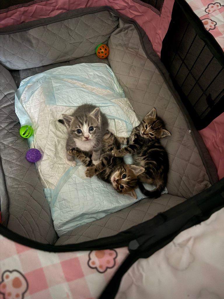 2 kittens for sale 