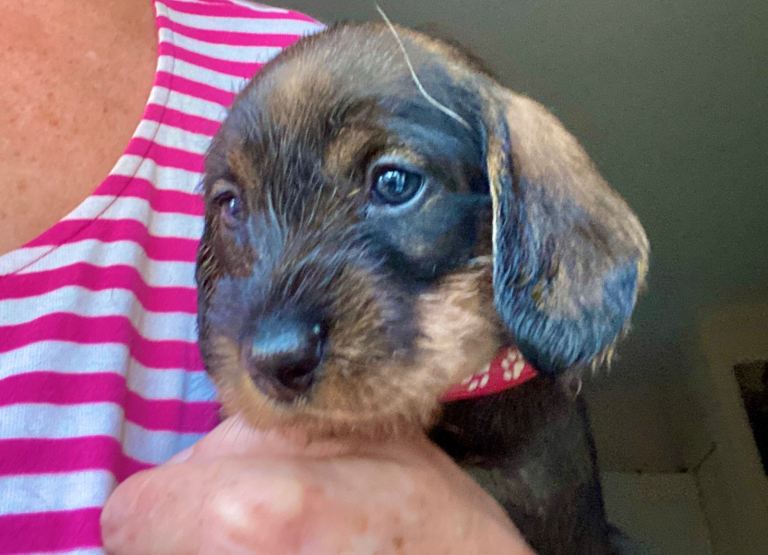 Gorgeous Std Wire Haired Dachshund /Teckel Puppies for Sale