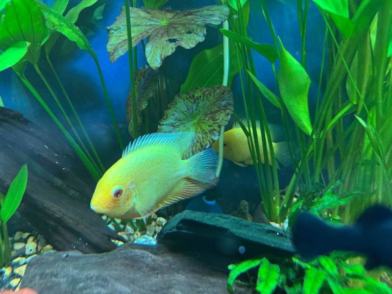 Tropical Fish Golden Severum