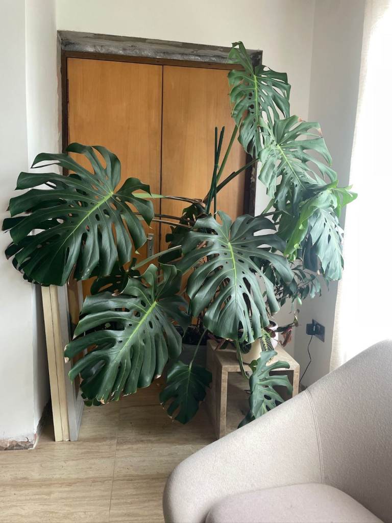 Large Monstera Deliciosa Swiss cheese house plant in pot 2m high