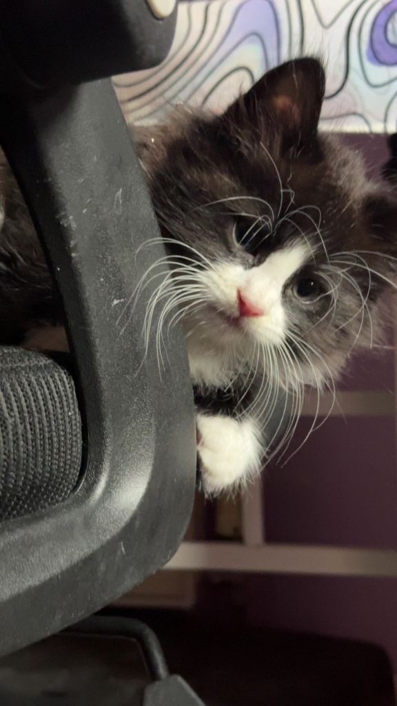 4 kittens for sale