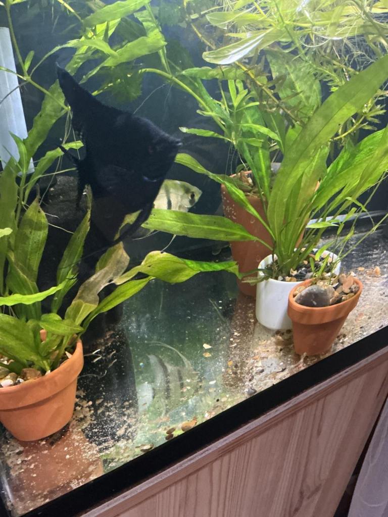 Blue Philiphines &Black Lacey Angelfish 