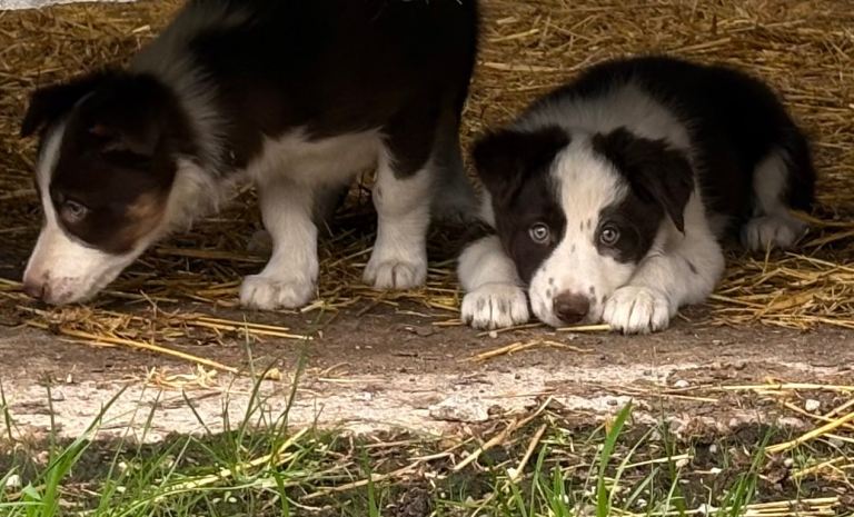 Red and white border collie pup
