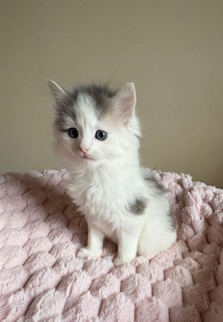 Kittens Ready To Leave Now 