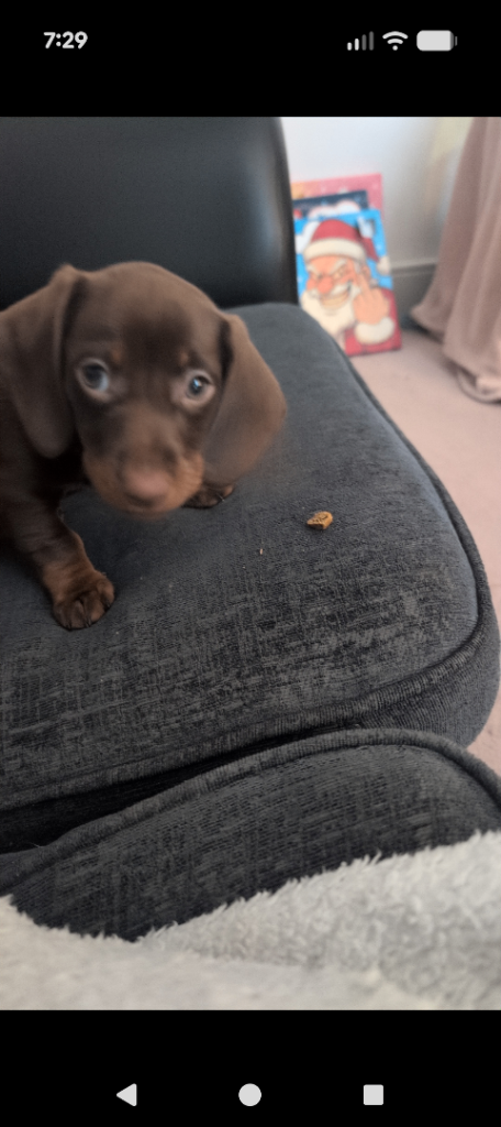 9 weeks old minature daschund