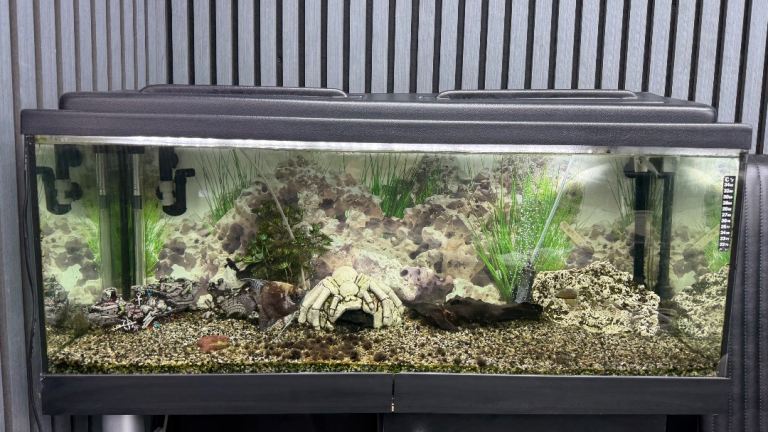 160L Aquarium Complete Setup with Fish & Fluval 307 Filter – £250