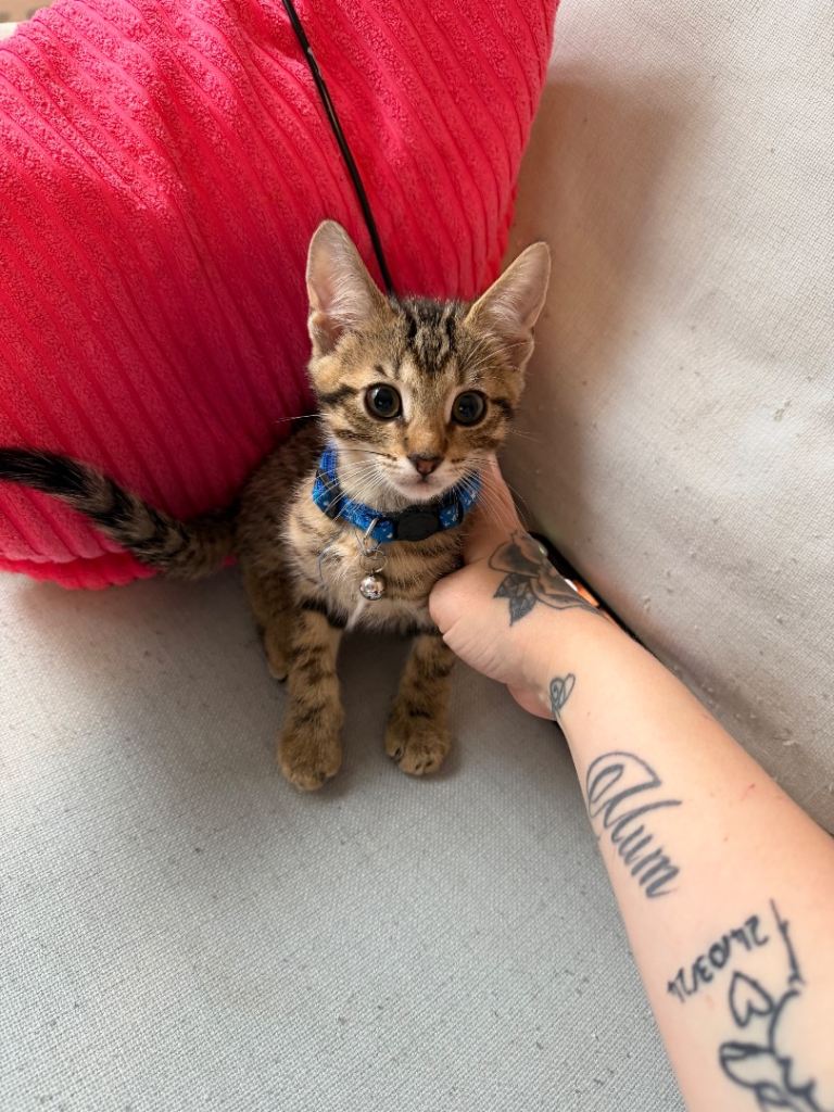 Male tabby kitten for sale 
