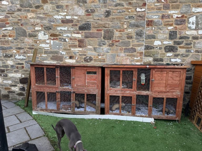 Ferret hutch x 3 ferrets
