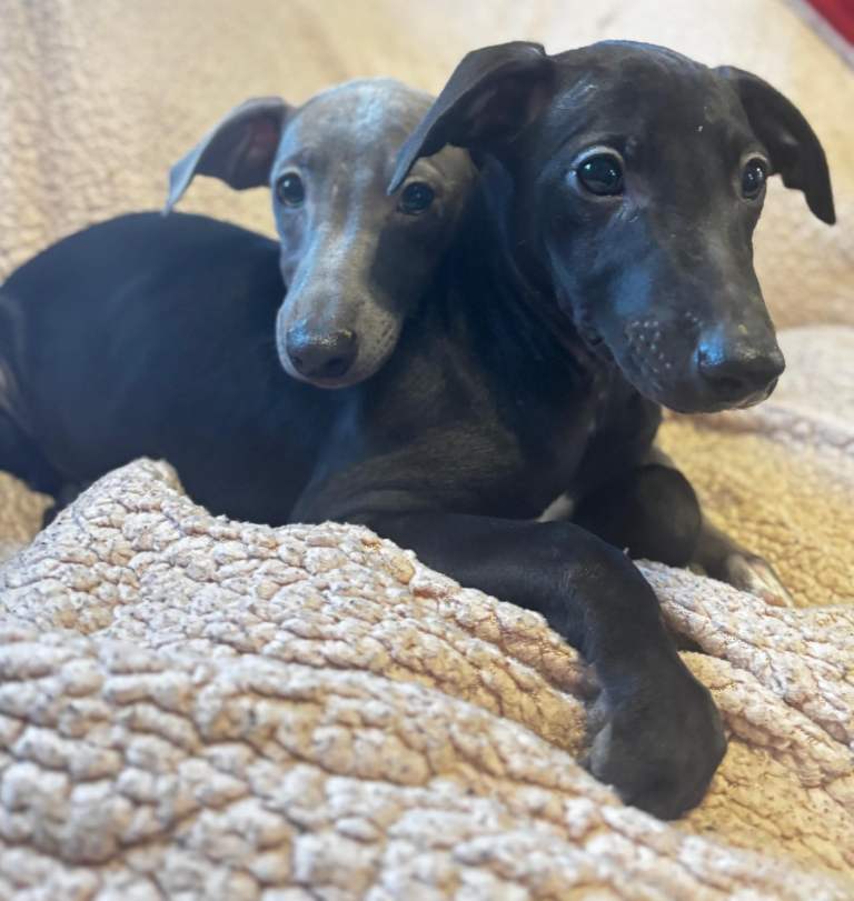 Wonderful whippet puppies for sale