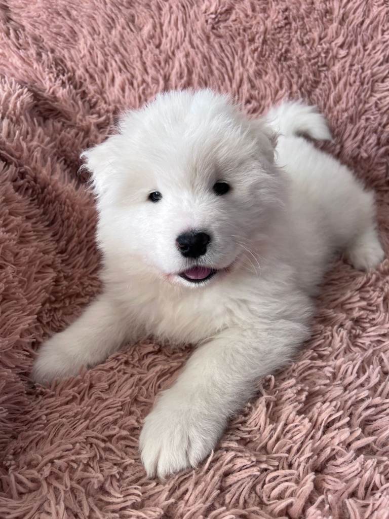 Samoyed puppy ready to leave now!