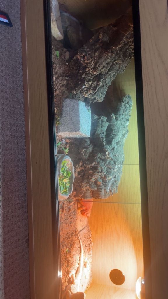 4x1.5x1.5 Vivarium (Can come with stump tail baby beardie)