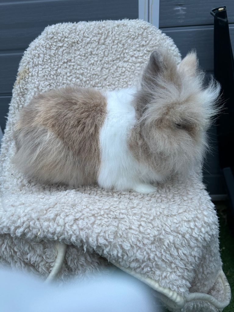 Lionhead Rabbits 