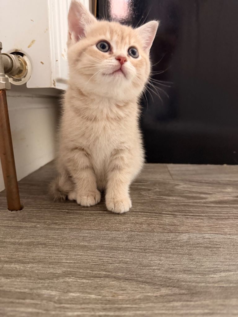🐾 British Shorthair Kittens Looking for Loving Homes