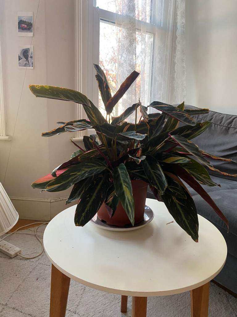 image for Kalathea houseplant