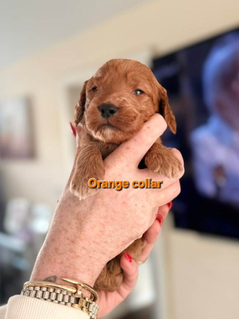F1 Cockerpoo puppies . ALL SOLD 
