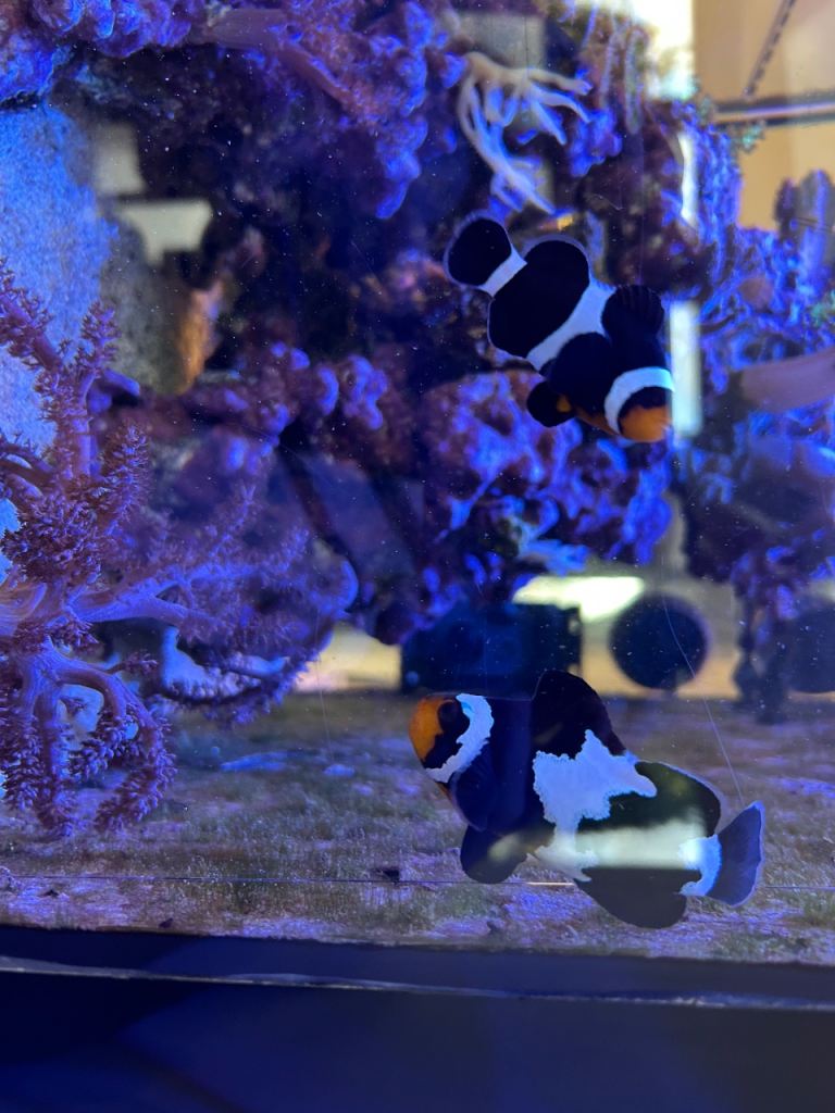 Clownfish breeding  pair